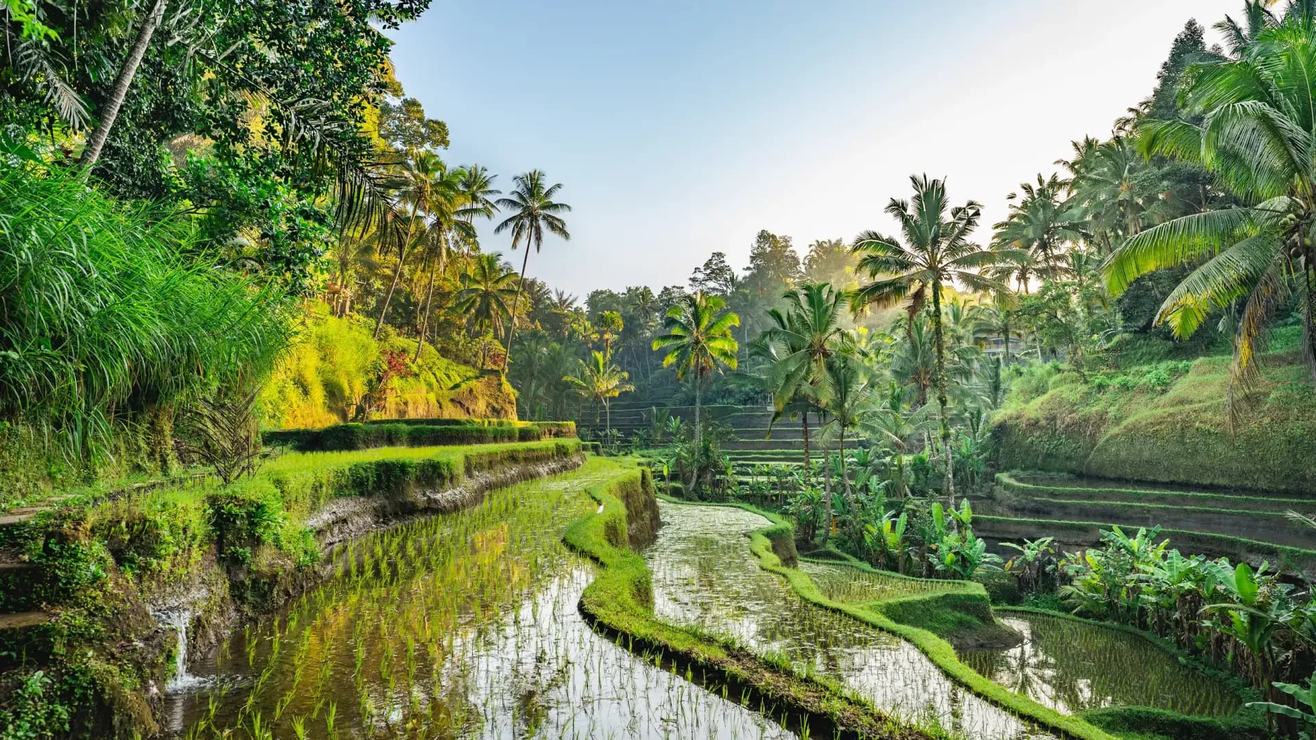 The Evolution of Tropical Modernism in Bali